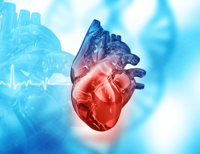 Insuffisance Cardiaque, Myocarde